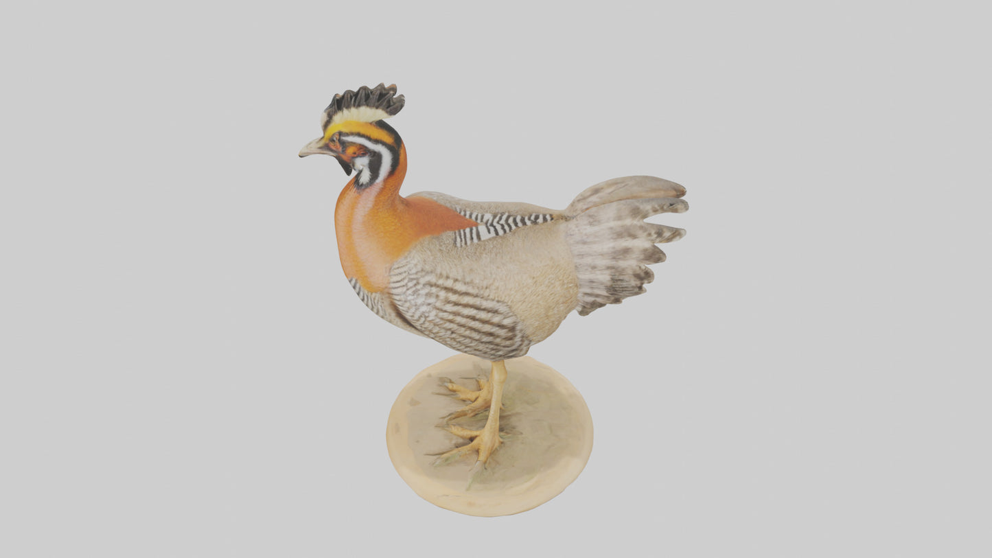 3D model Prairie Chicken standing model VR / AR / low-poly