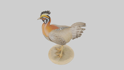 3D model Prairie Chicken standing model VR / AR / low-poly
