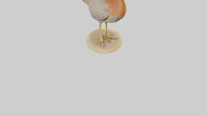 3D model Prairie Chicken standing model VR / AR / low-poly