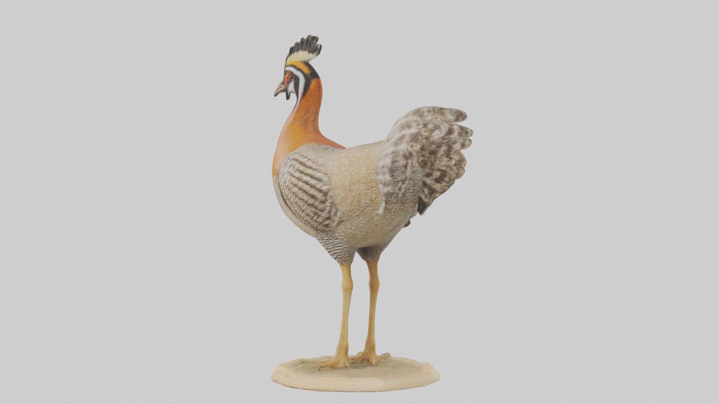 3D model Prairie Chicken standing model VR / AR / low-poly