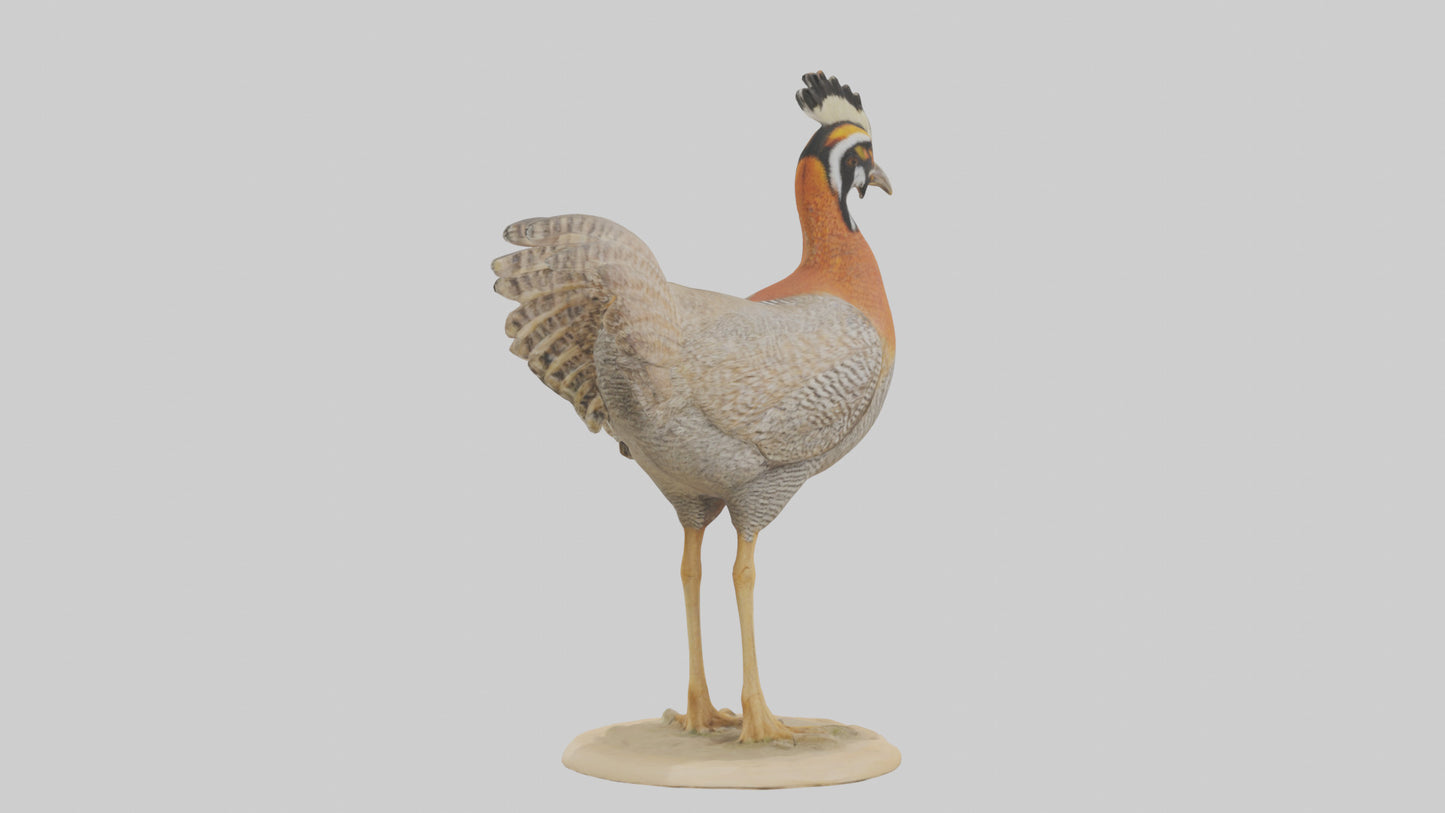 3D model Prairie Chicken standing model VR / AR / low-poly