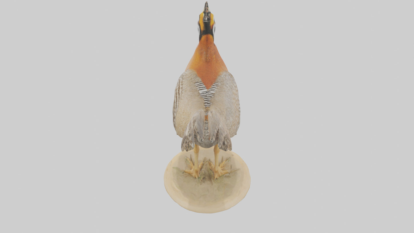 3D model Prairie Chicken standing model VR / AR / low-poly