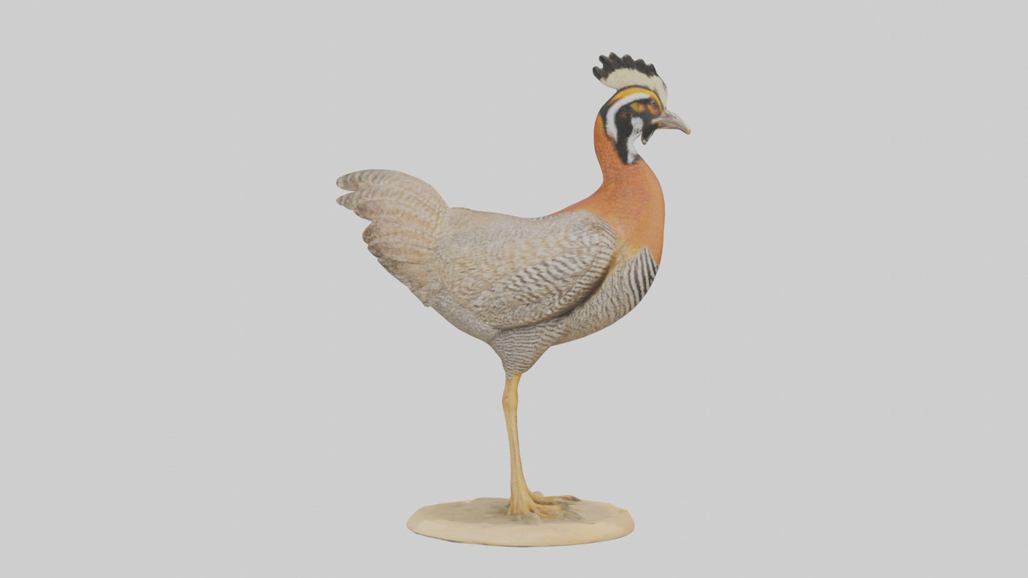 3D model Prairie Chicken standing model VR / AR / low-poly