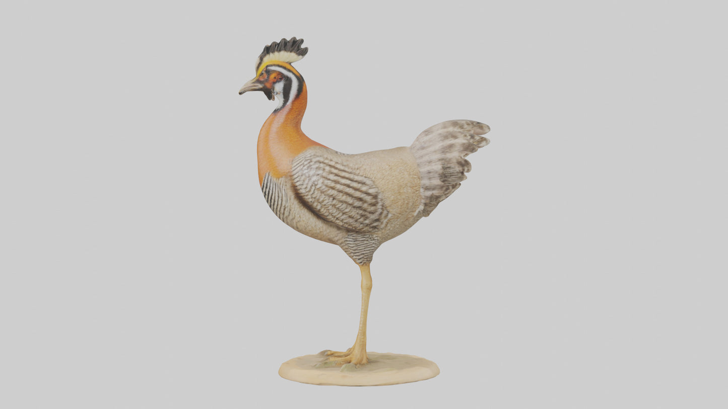 3D model Prairie Chicken standing model VR / AR / low-poly