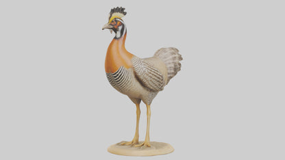 3D model Prairie Chicken standing model VR / AR / low-poly