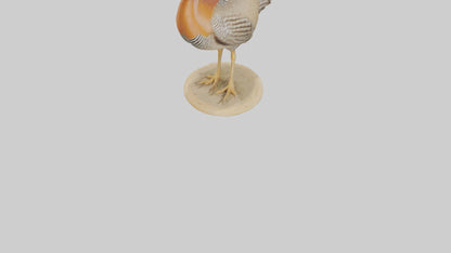 3D model Prairie Chicken standing model VR / AR / low-poly