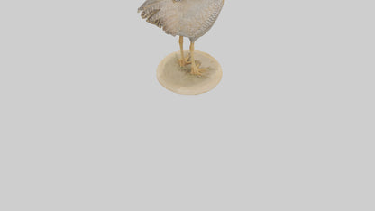 3D model Prairie Chicken standing model VR / AR / low-poly