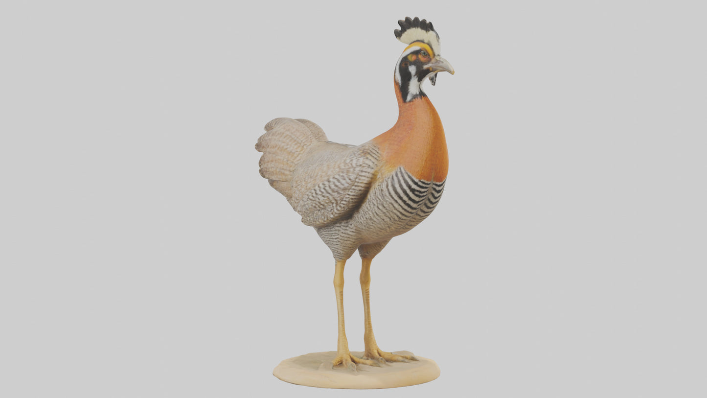 3D model Prairie Chicken standing model VR / AR / low-poly