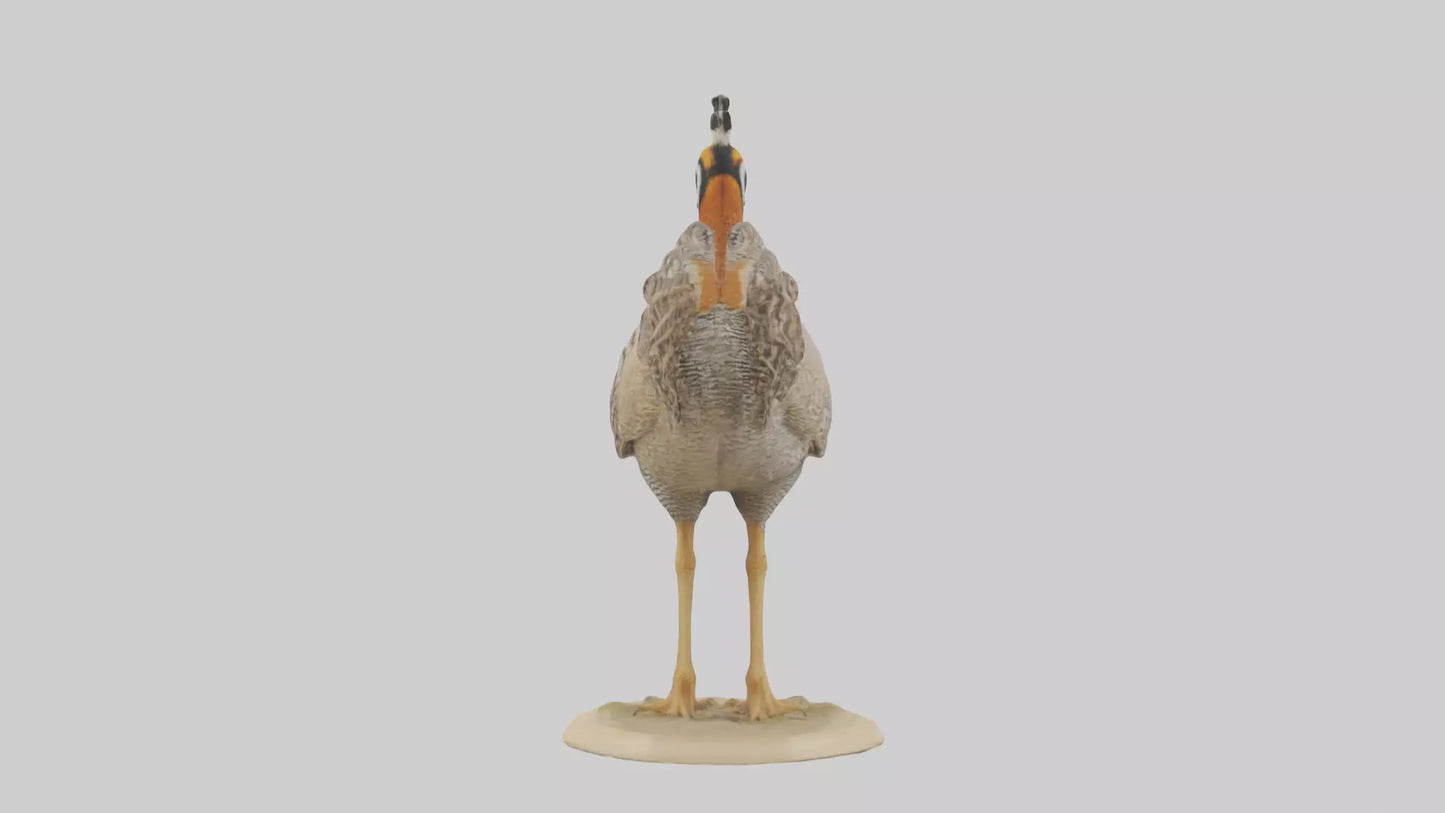 3D model Prairie Chicken standing model VR / AR / low-poly