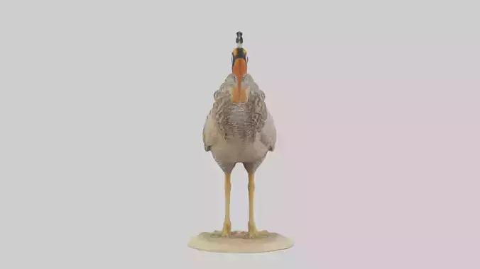 3D model Prairie Chicken standing model VR / AR / low-poly