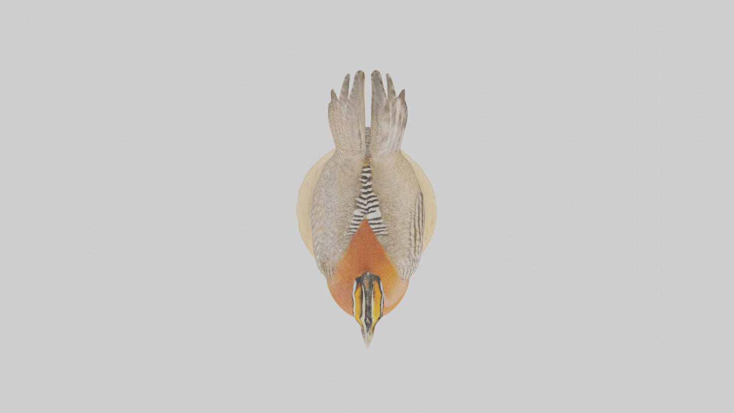 3D model Prairie Chicken standing model VR / AR / low-poly