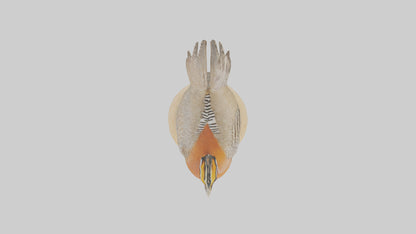 3D model Prairie Chicken standing model VR / AR / low-poly