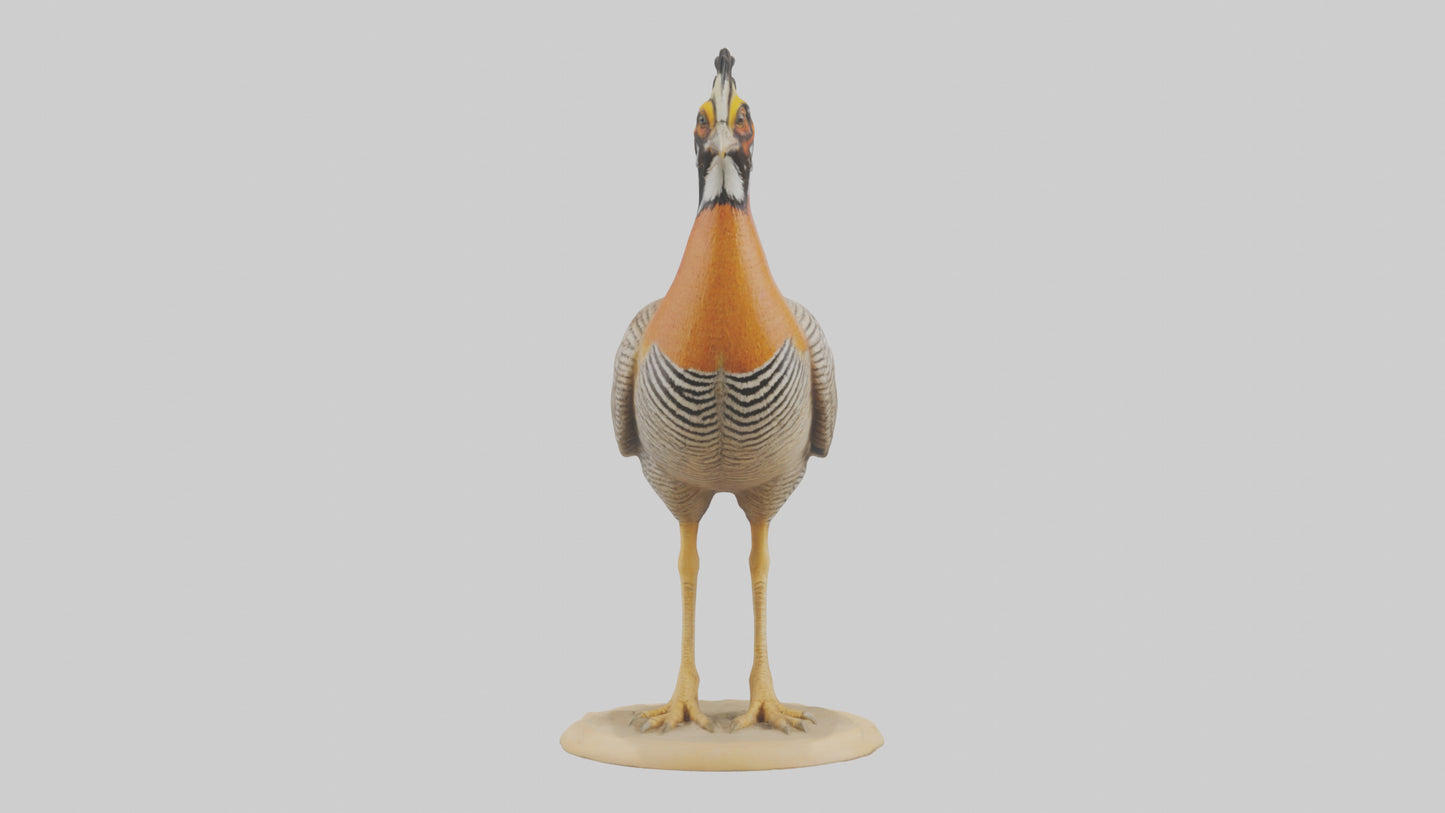 3D model Prairie Chicken standing model VR / AR / low-poly
