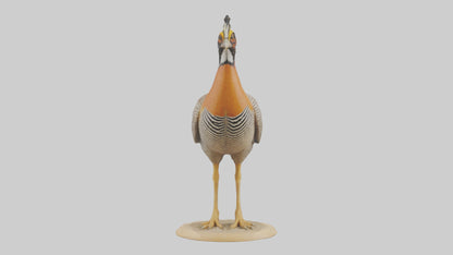 3D model Prairie Chicken standing model VR / AR / low-poly