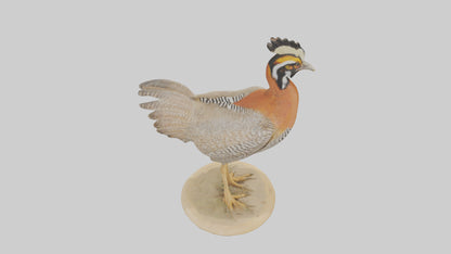 3D model Prairie Chicken standing model VR / AR / low-poly