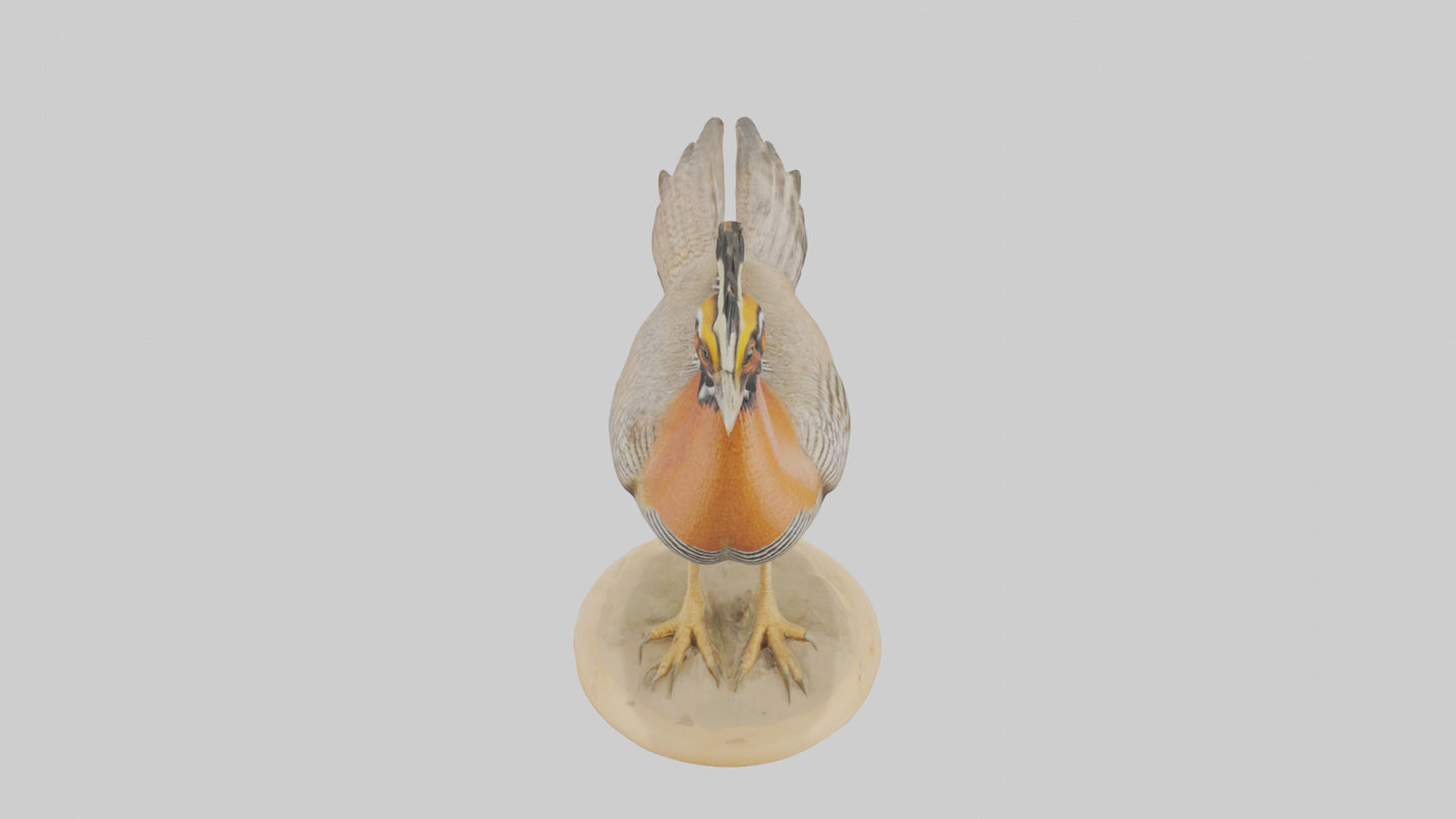 3D model Prairie Chicken standing model VR / AR / low-poly