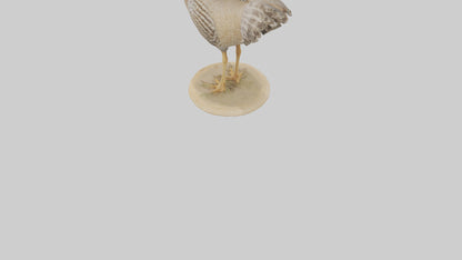 3D model Prairie Chicken standing model VR / AR / low-poly