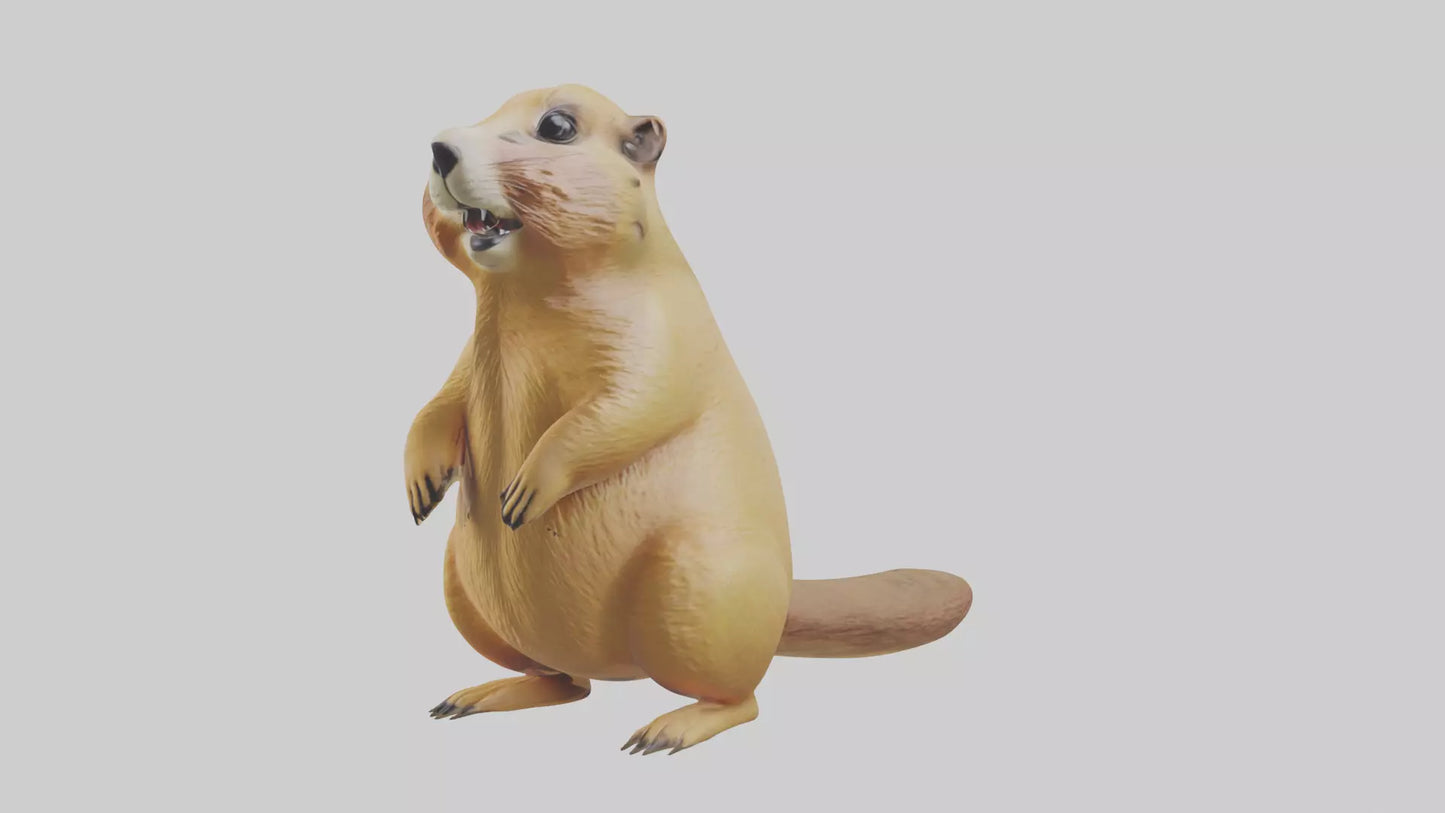 Prairie Dog chirping model VR / AR / low-poly