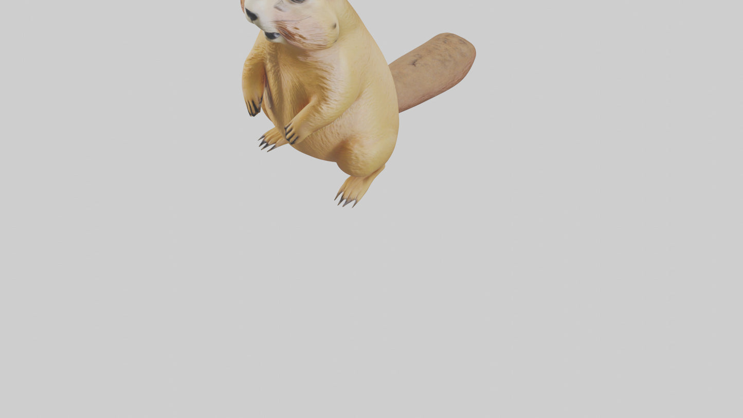 Prairie Dog chirping model VR / AR / low-poly