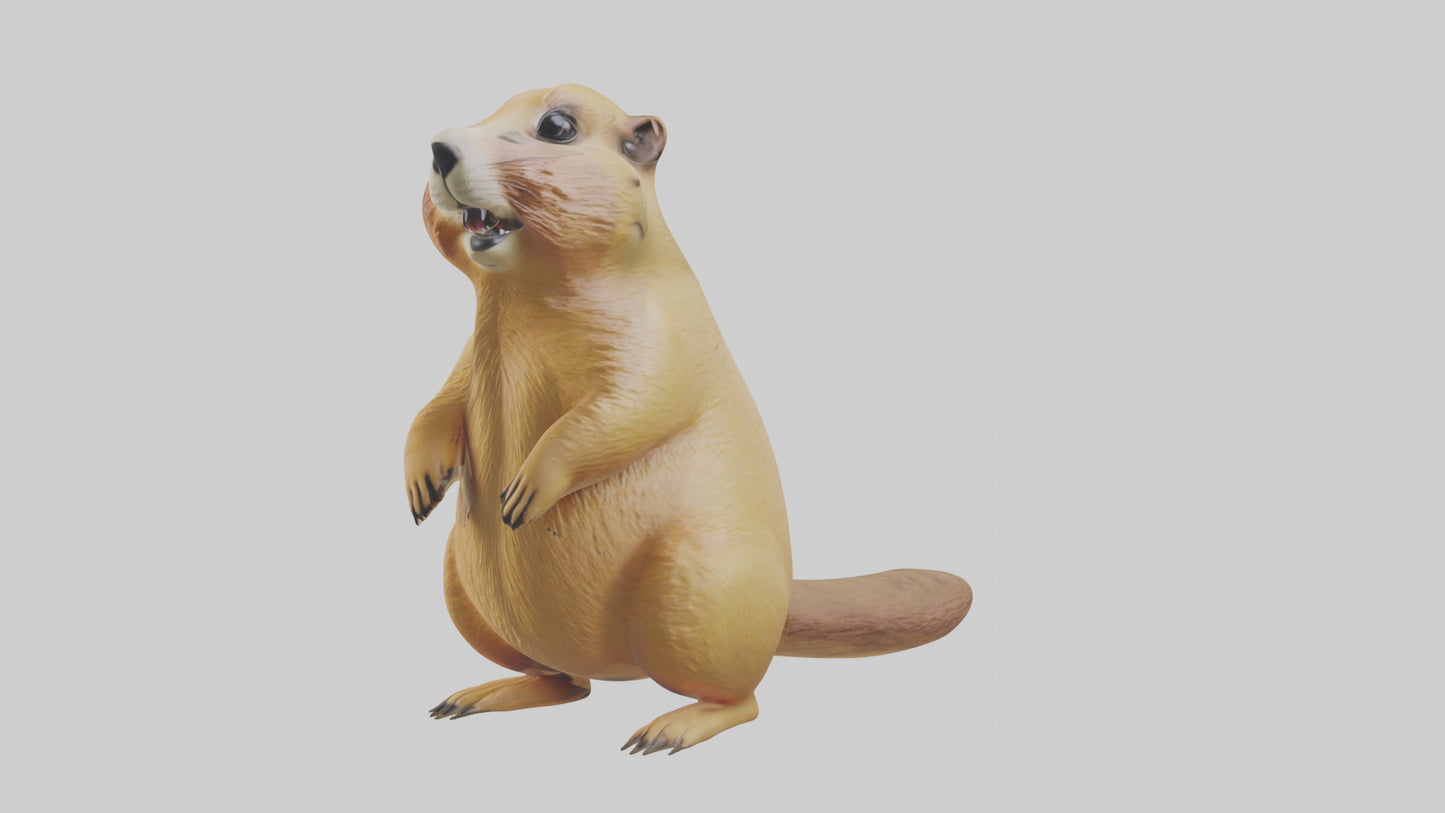 Prairie Dog chirping model VR / AR / low-poly