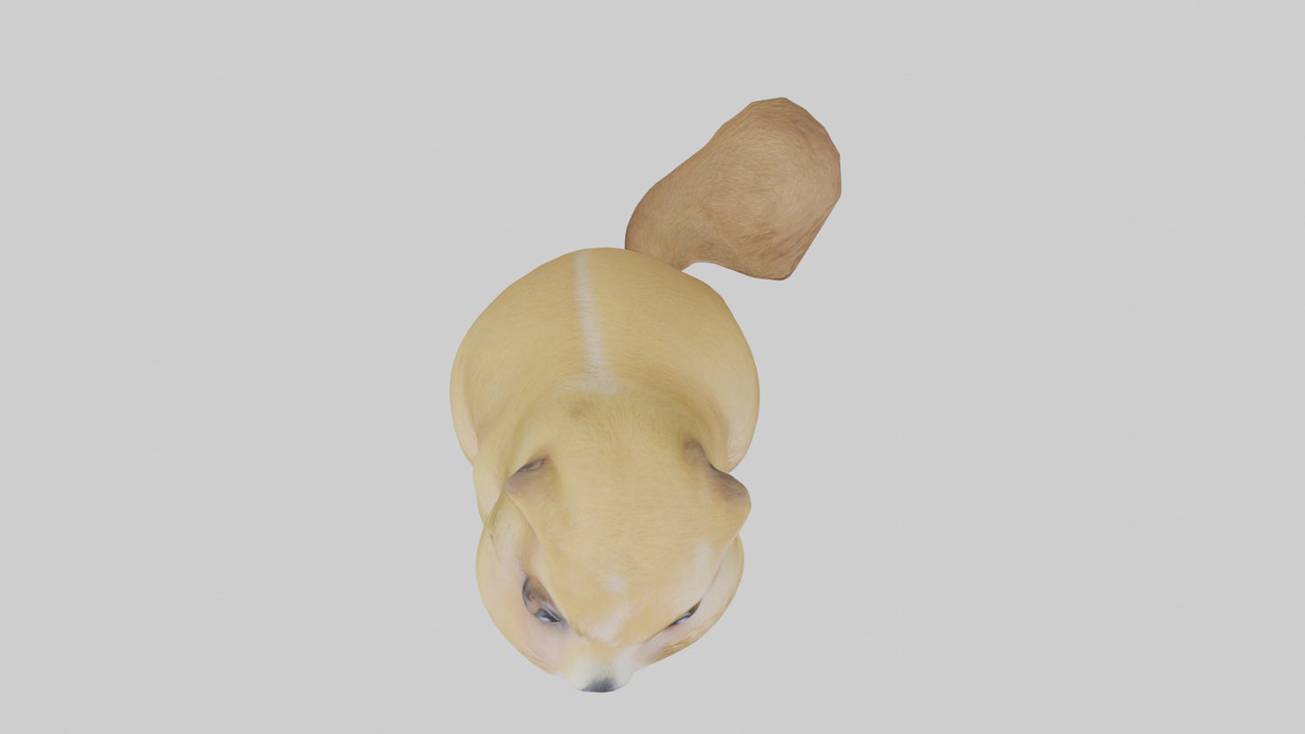 3D model Prairie Dog sitting model VR / AR / low-poly