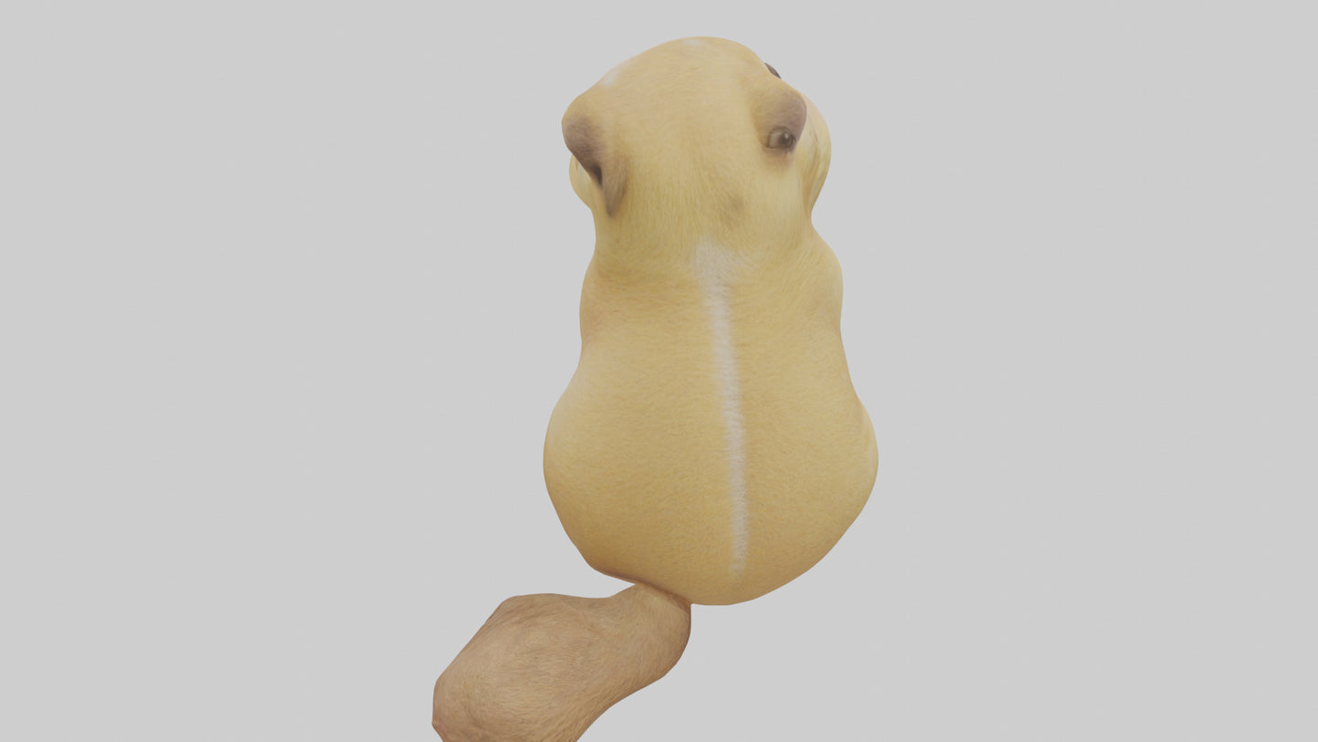 3D model Prairie Dog sitting model VR / AR / low-poly