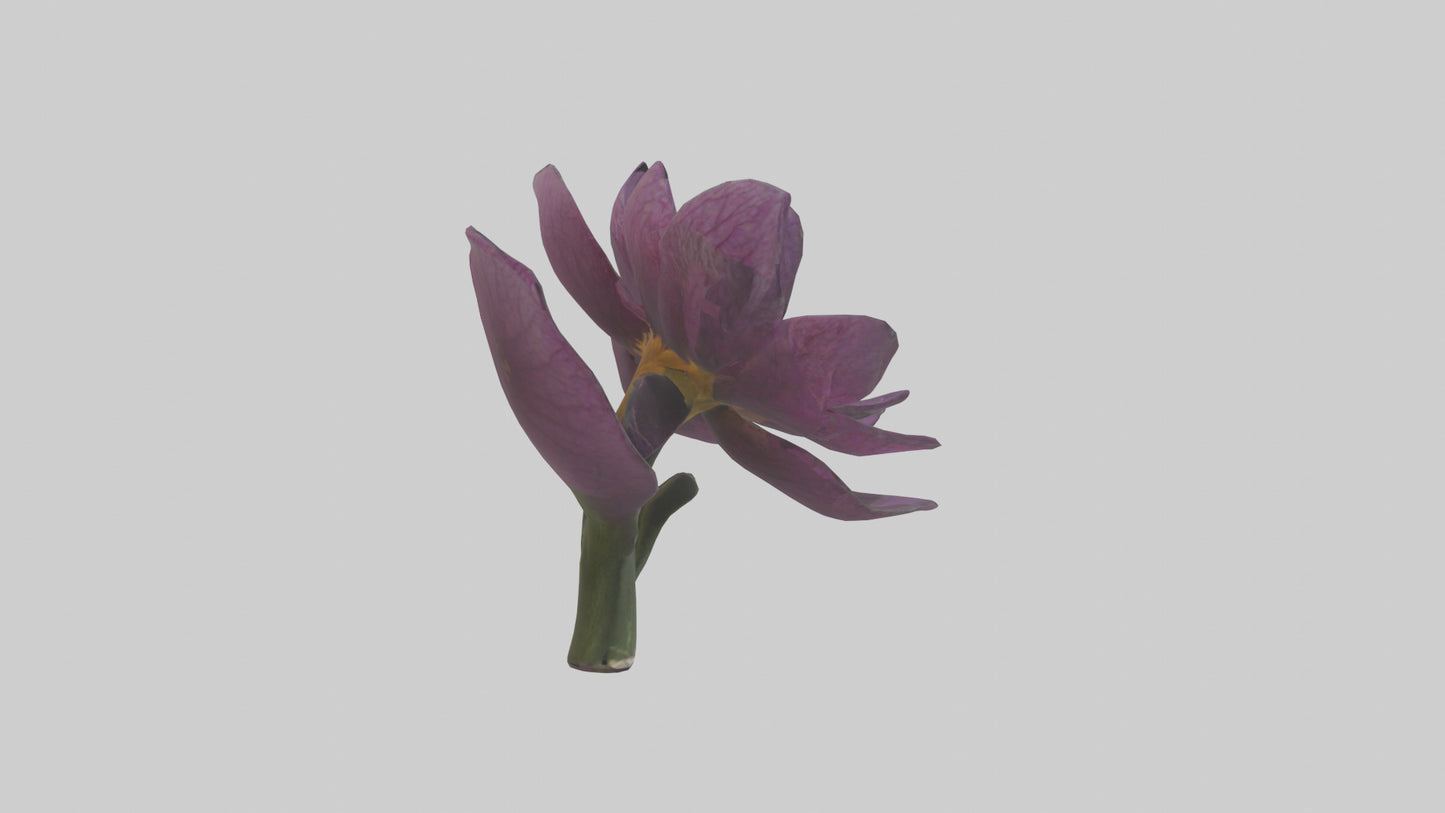 3D model Primula model VR / AR / low-poly