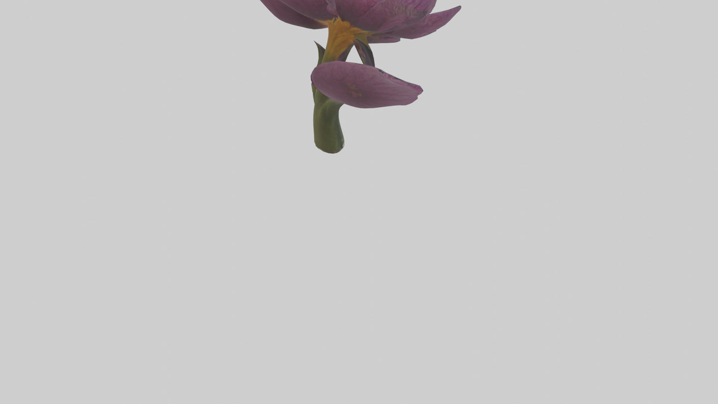 3D model Primula model VR / AR / low-poly