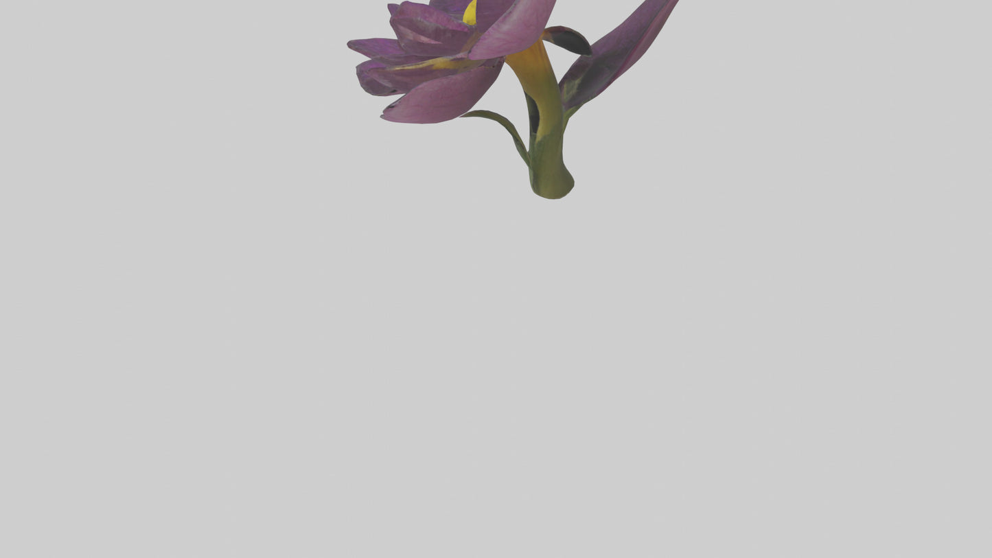 3D model Primula model VR / AR / low-poly