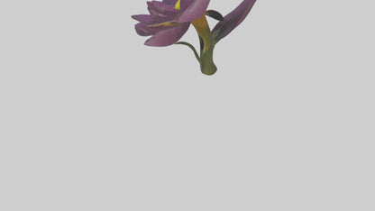 3D model Primula model VR / AR / low-poly