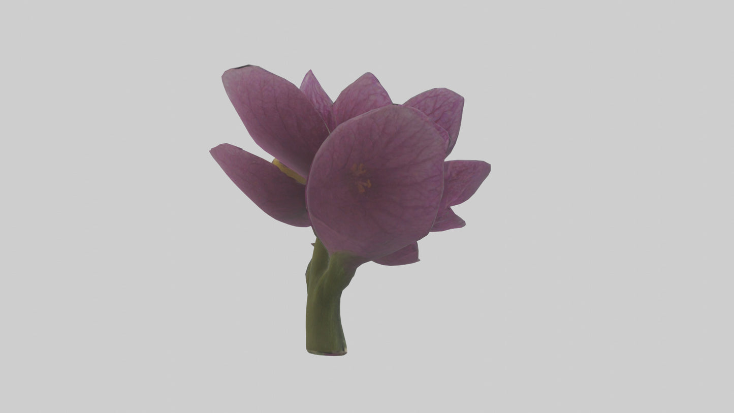 3D model Primula model VR / AR / low-poly