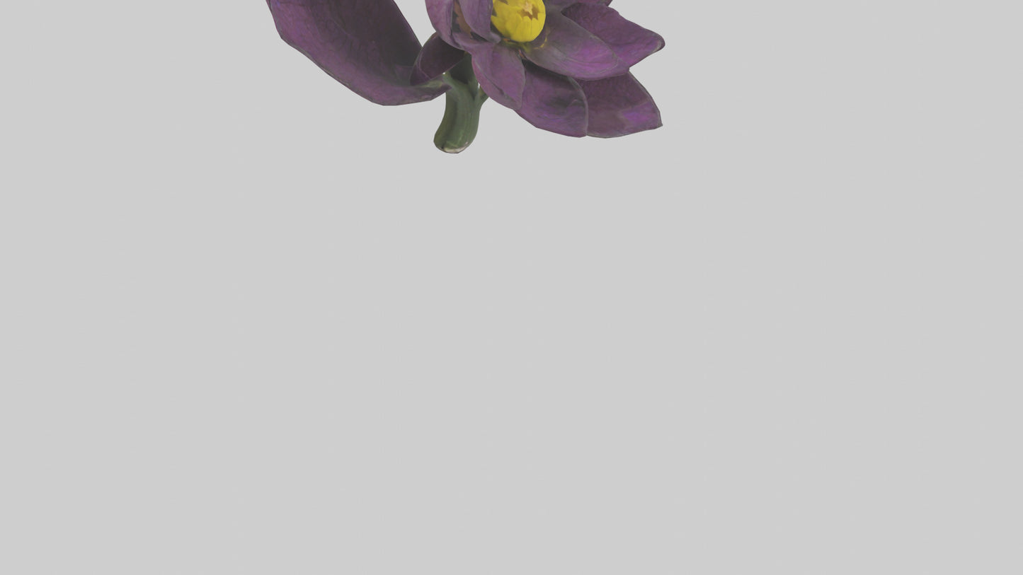 3D model Primula model VR / AR / low-poly