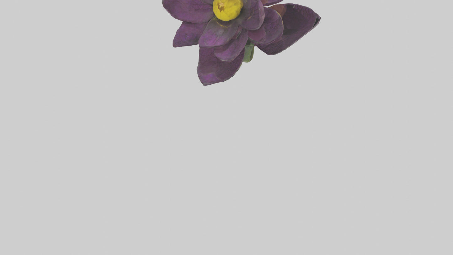 3D model Primula model VR / AR / low-poly