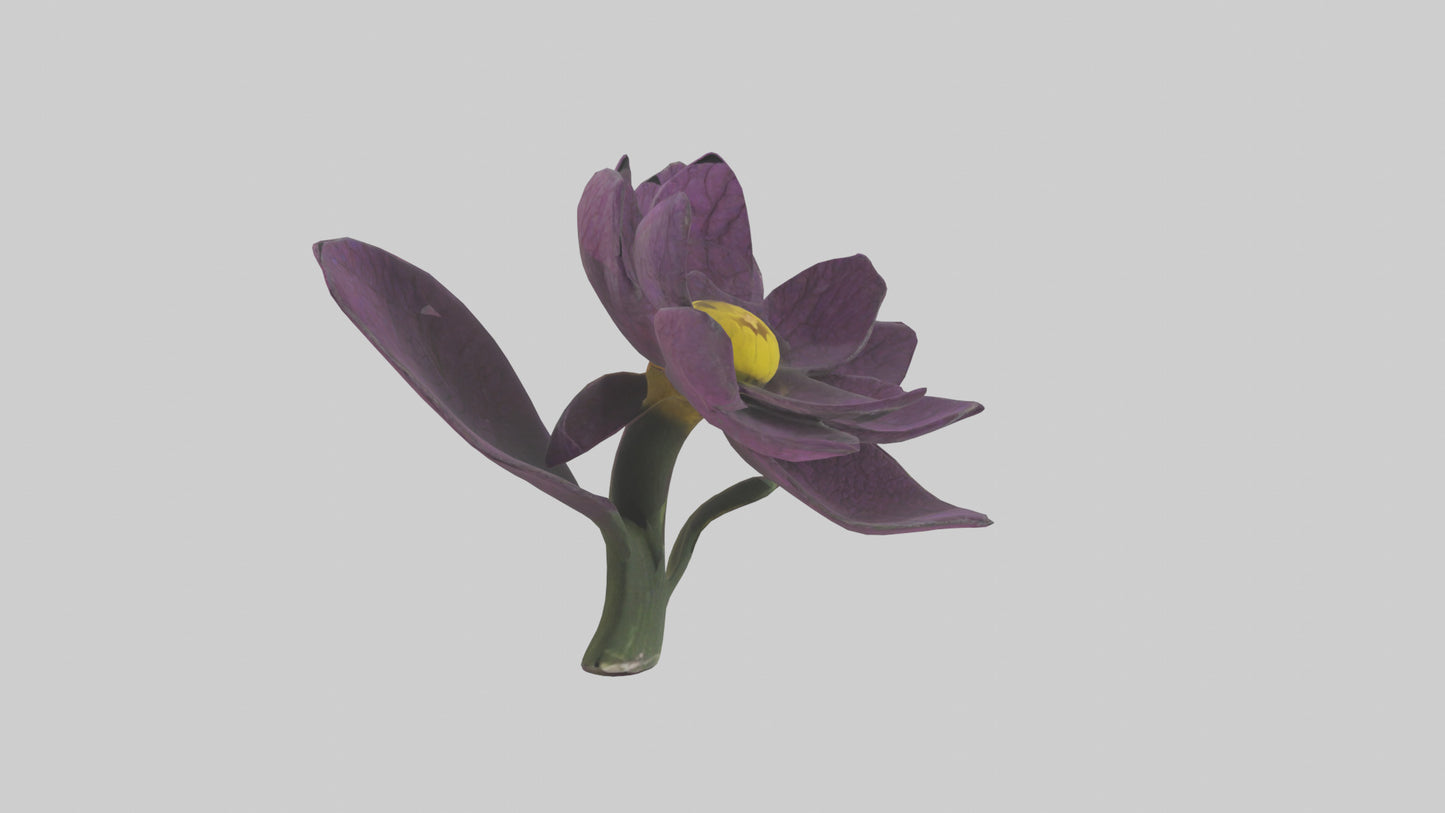 3D model Primula model VR / AR / low-poly