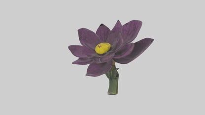 3D model Primula model VR / AR / low-poly