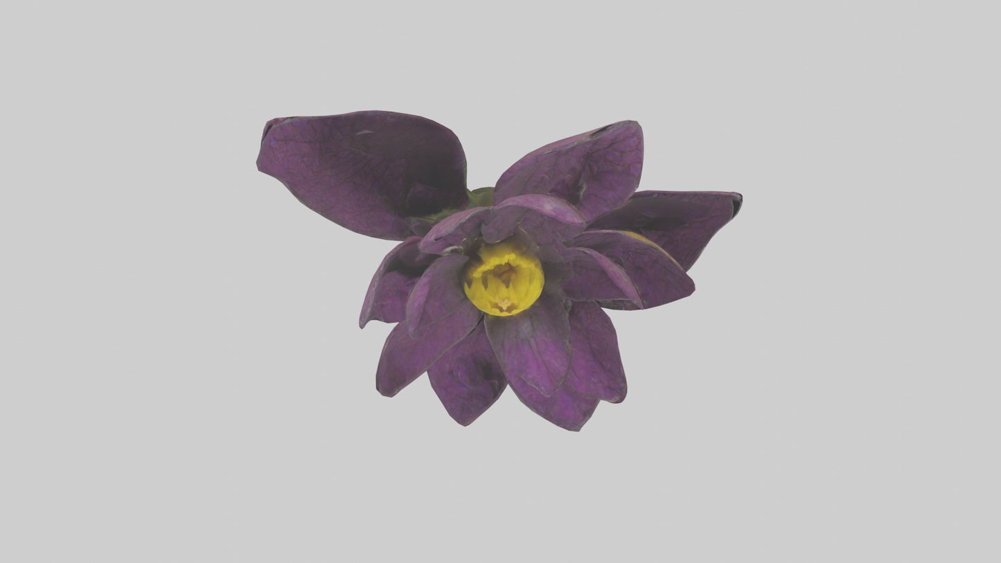 3D model Primula model VR / AR / low-poly