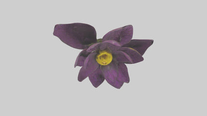 3D model Primula model VR / AR / low-poly