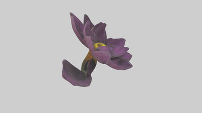 3D model Primula model VR / AR / low-poly