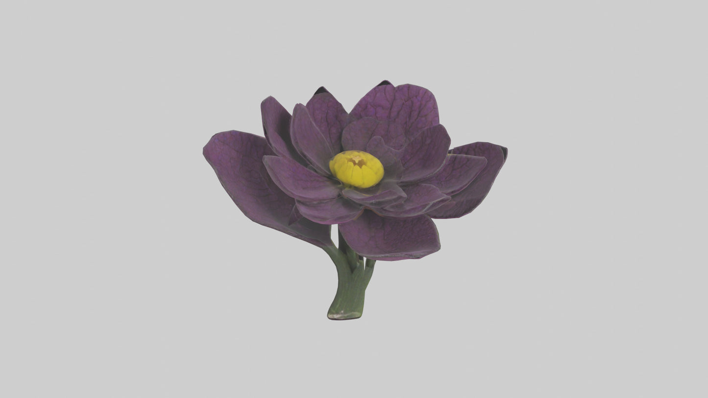 3D model Primula model VR / AR / low-poly