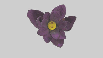 3D model Primula model VR / AR / low-poly