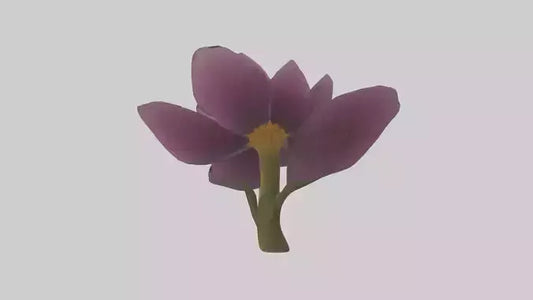 3D model Primula model VR / AR / low-poly
