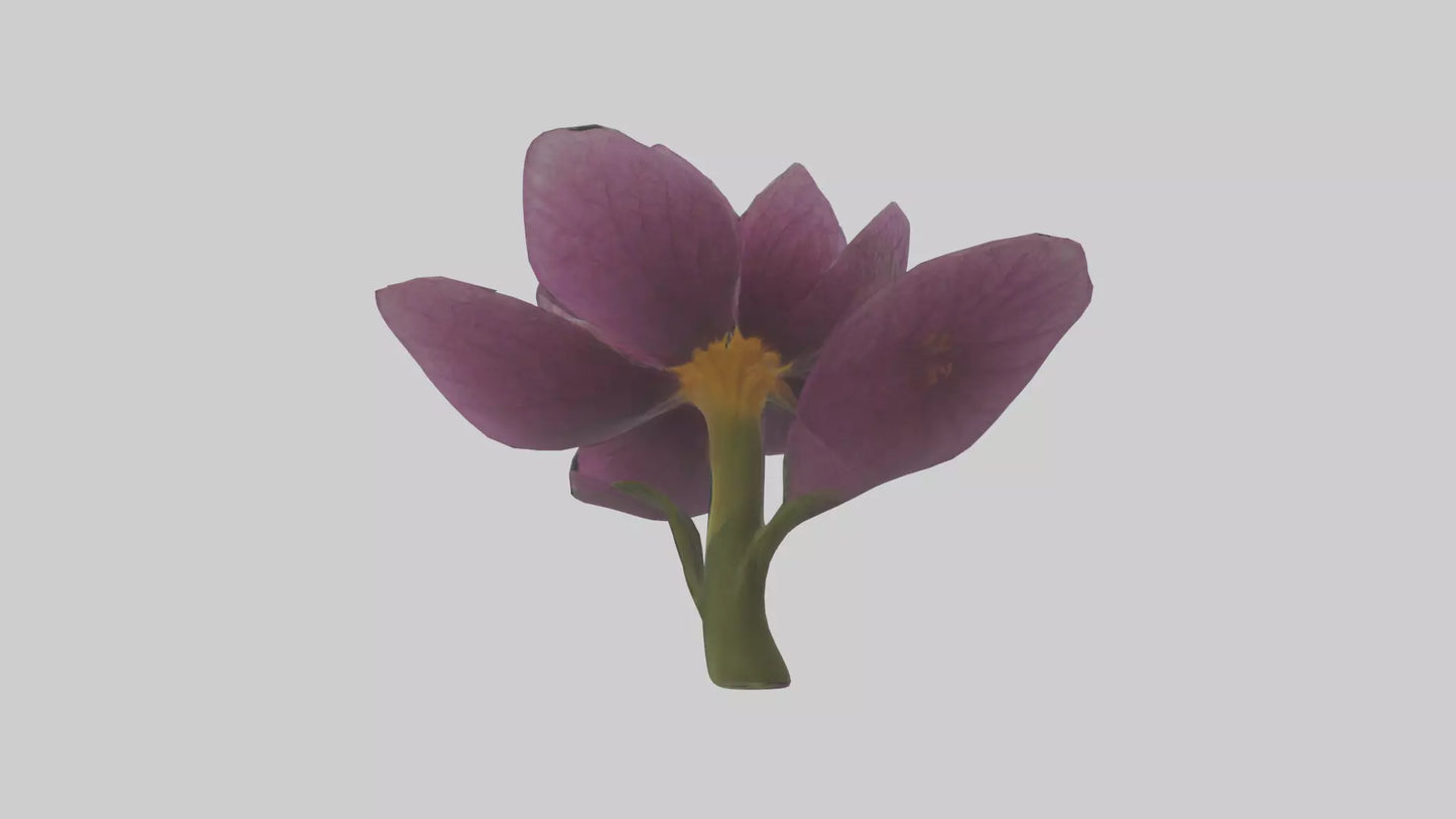 3D model Primula model VR / AR / low-poly