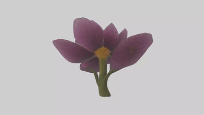 3D model Primula model VR / AR / low-poly