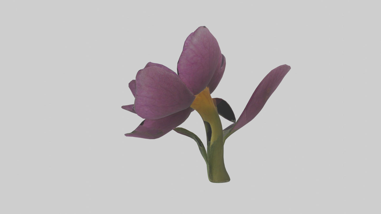 3D model Primula model VR / AR / low-poly