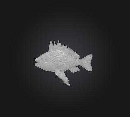 3D model Princess parrotfish VR / AR / low-poly