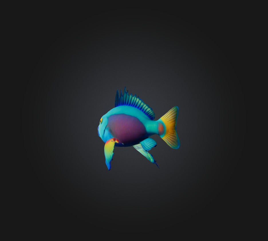 3D model Princess parrotfish VR / AR / low-poly