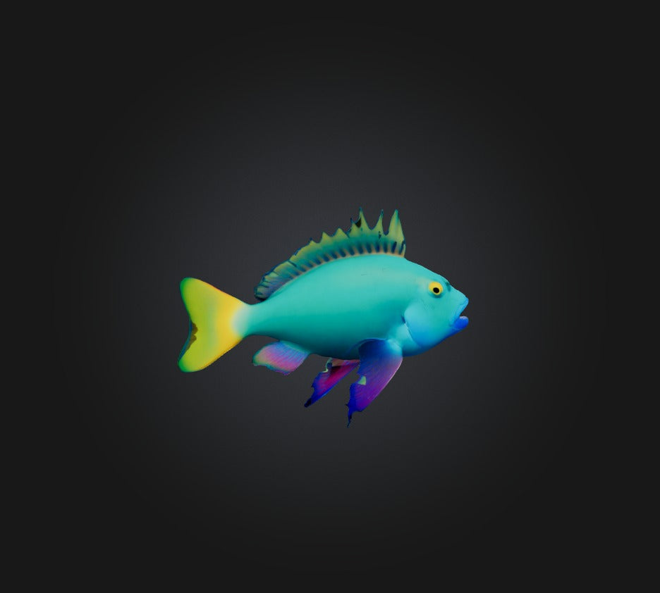 3D model Princess parrotfish VR / AR / low-poly