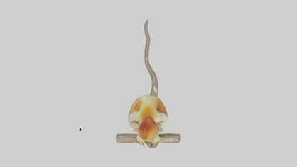 Private Office 3D model