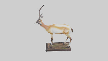 3D model Pronghorn Antelope statue model VR / AR / low-poly