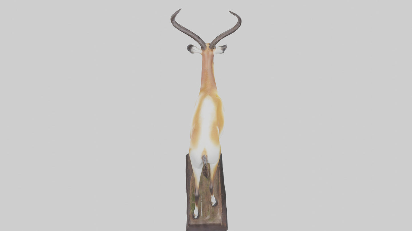 3D model Pronghorn Antelope statue model VR / AR / low-poly